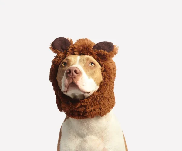 Bear Hat