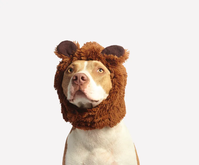 Bear Hat