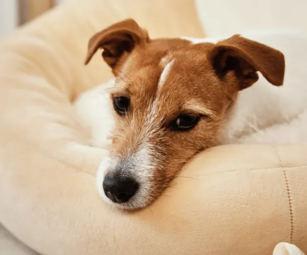 product-thumb-16_optimized Medium Pet Bed