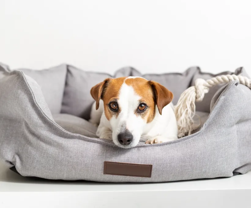 product-thumb-8_optimized Large Pet Bed